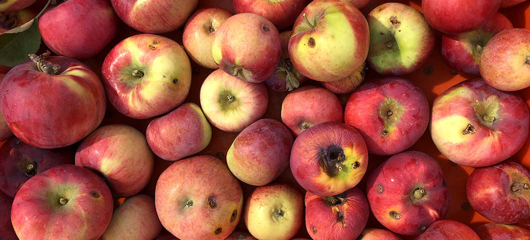 Apple bagging for codling moth control - Western Agricultural Research  Center