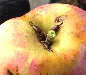 earwigs in apple fruit stem bowl