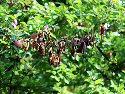 brown and dead leaves on apple branch indicating fire blight