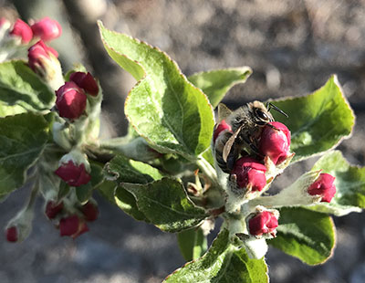 bee on apple blossoms at first pink stage