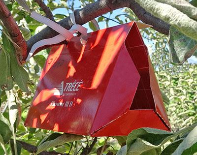 red delta-style trap hanging in apple tree