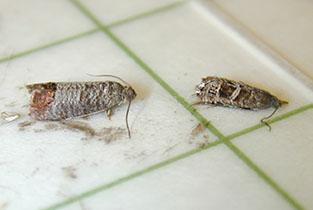 sage moth on right; codling moth on left has copper band at wing tips