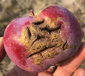 Apple bagging for codling moth control - Western Agricultural Research  Center