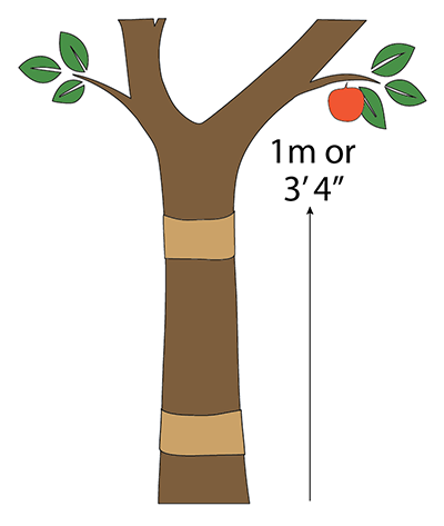 illustration of trunk band placement showing one band near the base of the trunk and one near the three-foot, four inch maximum height
