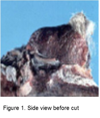 Assessing bud damage, figure 1.