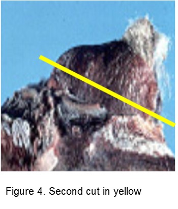 Assessing bud damage, figure 4.