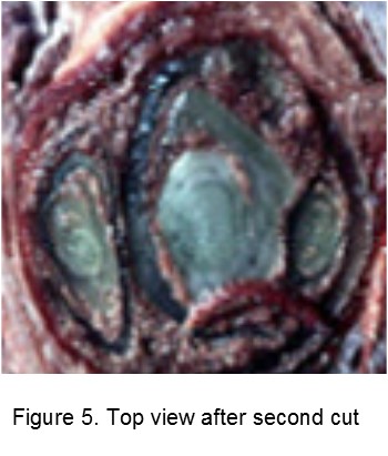 Assessing bud damage, figure 5.