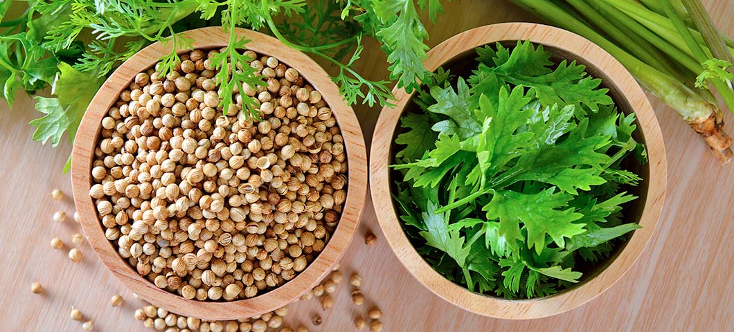 coriander herb and seed