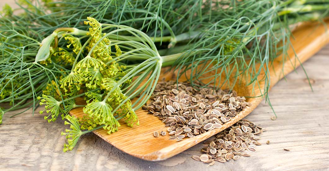 fresh dill herb and seeds