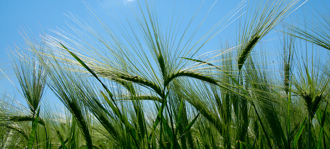 unripe barley in field