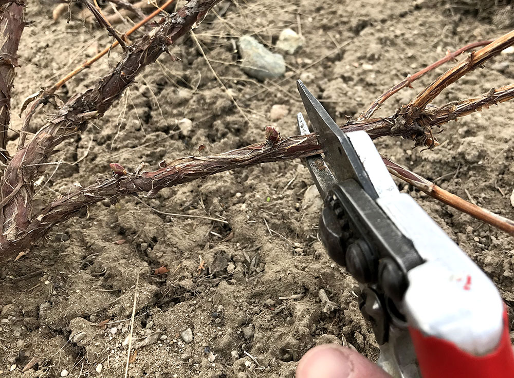 removing lower branch while retaining upright bud