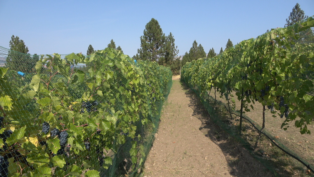 Herbicide halo around vine trunks as means of discouraging woody