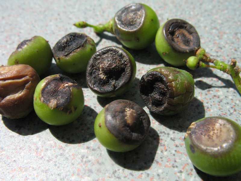 Black rot on grape.