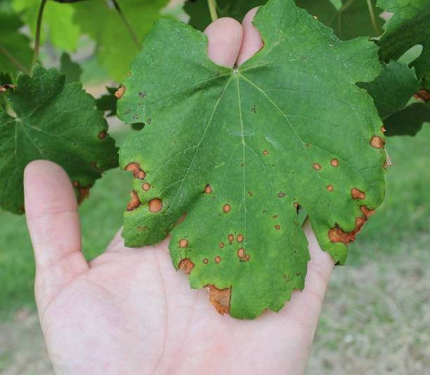 Black rot on grape leaf.