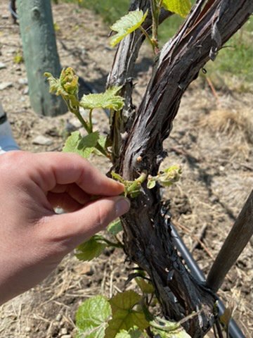 Bud thinning figure 2