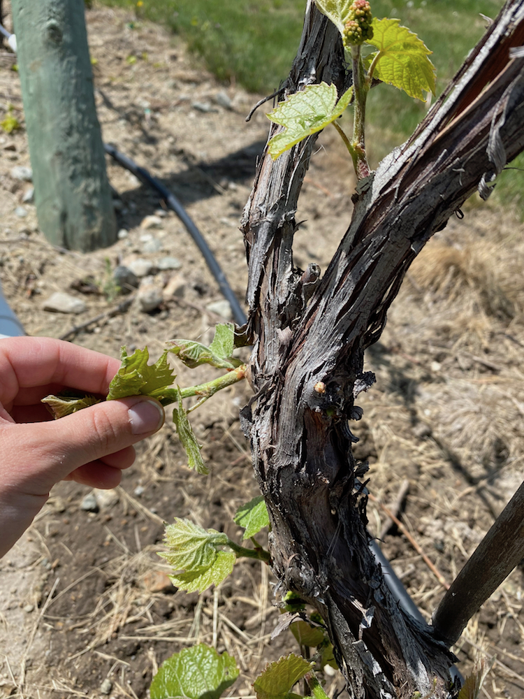 Bud thinning figure 3