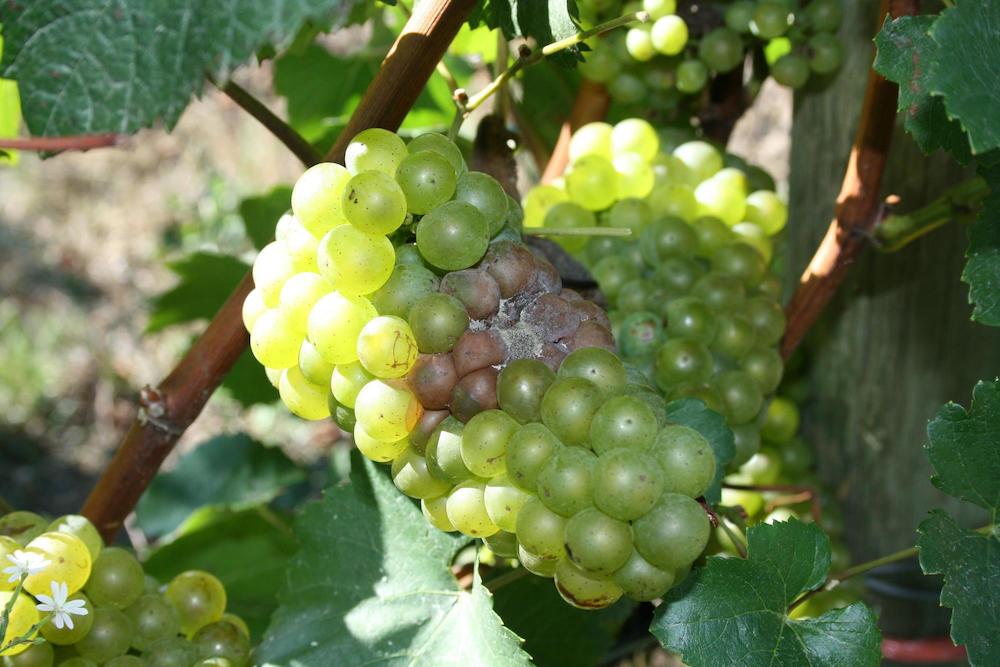 Botrytis in middle of Chardonnay cluster.