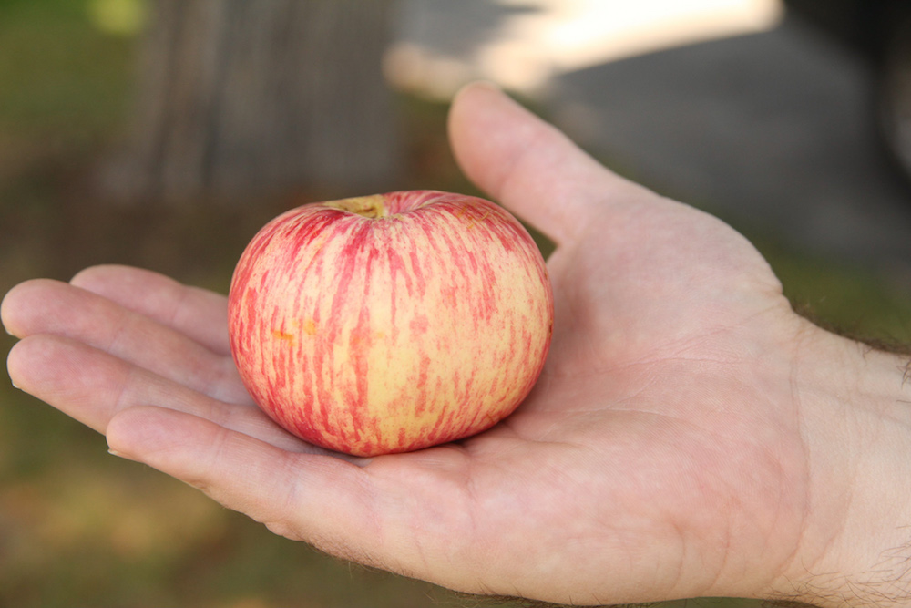 A colorful Duchess of Oldenburg apple.