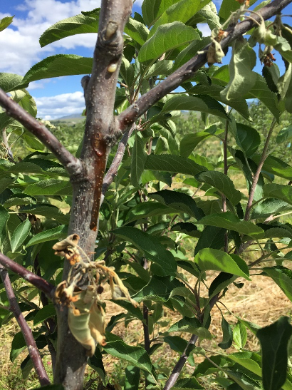 Tree with fire blight blossom infection and characteristic “oozing” trunk.