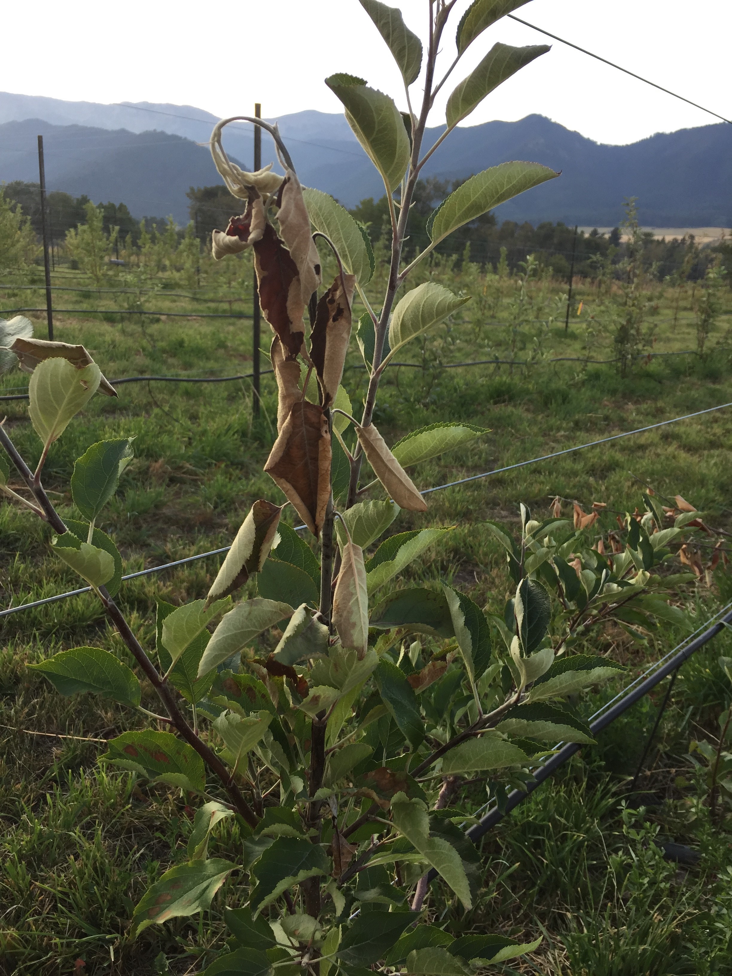 Shoot blight in young wood of seedling tree. Fire blight is often identified by leaves suddenly turning brown or black, as if scorched, and tips of branches may bend, forming a “shepherd’s crook.”