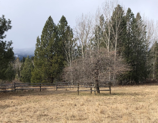 Example of fencing to help prevent wildlife damage to fruit trees.