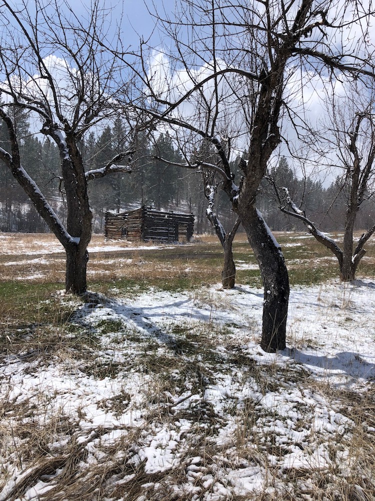 Heritage trees frame an old structure at the Gold Creek Homestead.