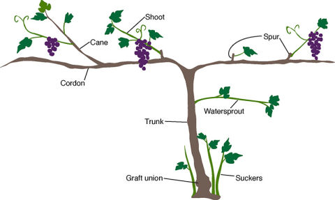 Grapevine anatomy showing the cordon, cane, shoot, spur, trunk, watersprout, graft union, and suckers