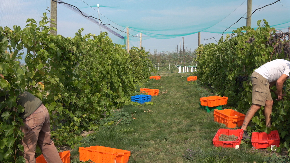 WARC staff quickly harvest before an incoming frost in October.