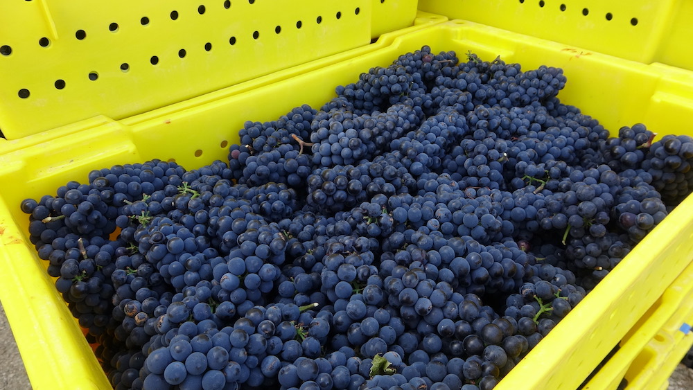 Harvested red wine grapes in bins.