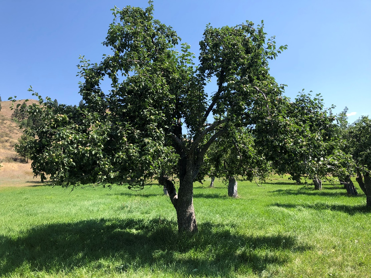 Duchess heritage tree cultivar example