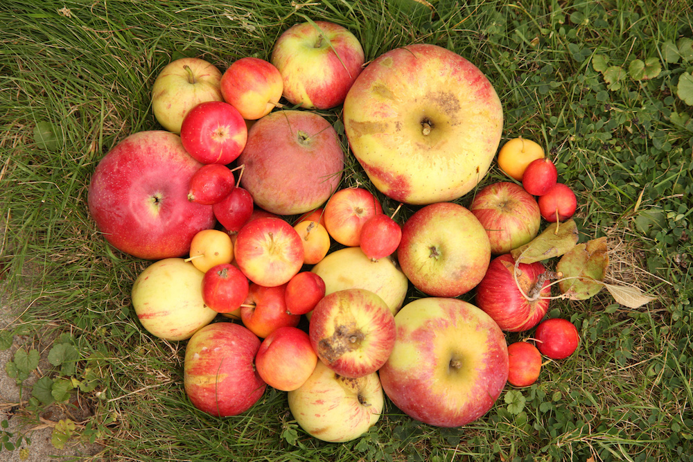 A colorful assortment of harvested heritage apples.