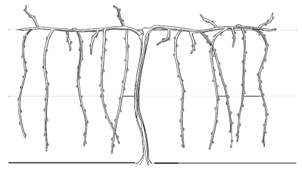 High wire cordon trellis diagram, courtesy of MGGA and UMN.