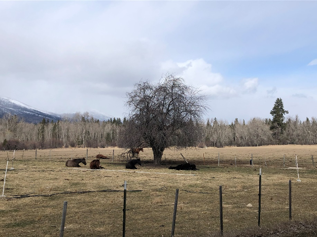 Horses enjoying the shade of an apple tree in their pasture.