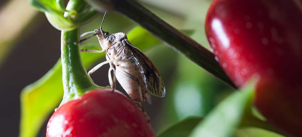brown marmorated stink bug on pepper plant