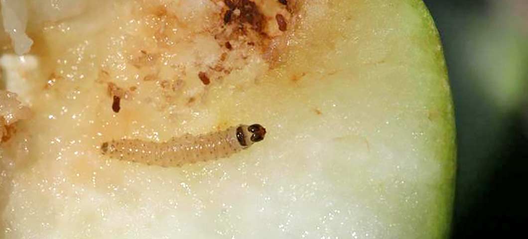 codling moth larva on apple