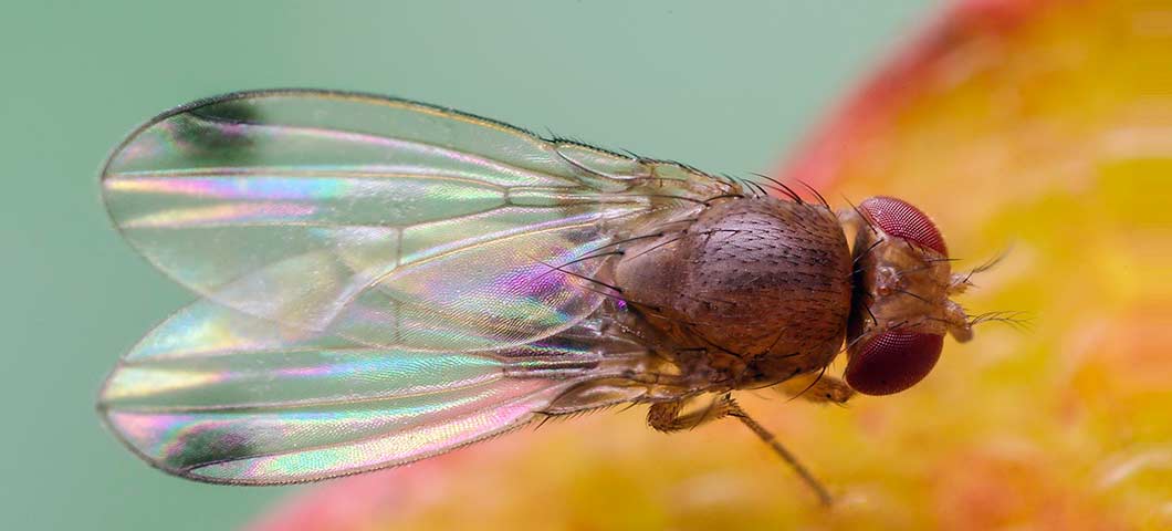 Spotted Wing Drosophila Western Agricultural Research Center