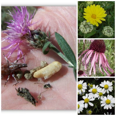 photo collage of knapweed flower and beetle; calendula, echinacea, and chamomile flowers