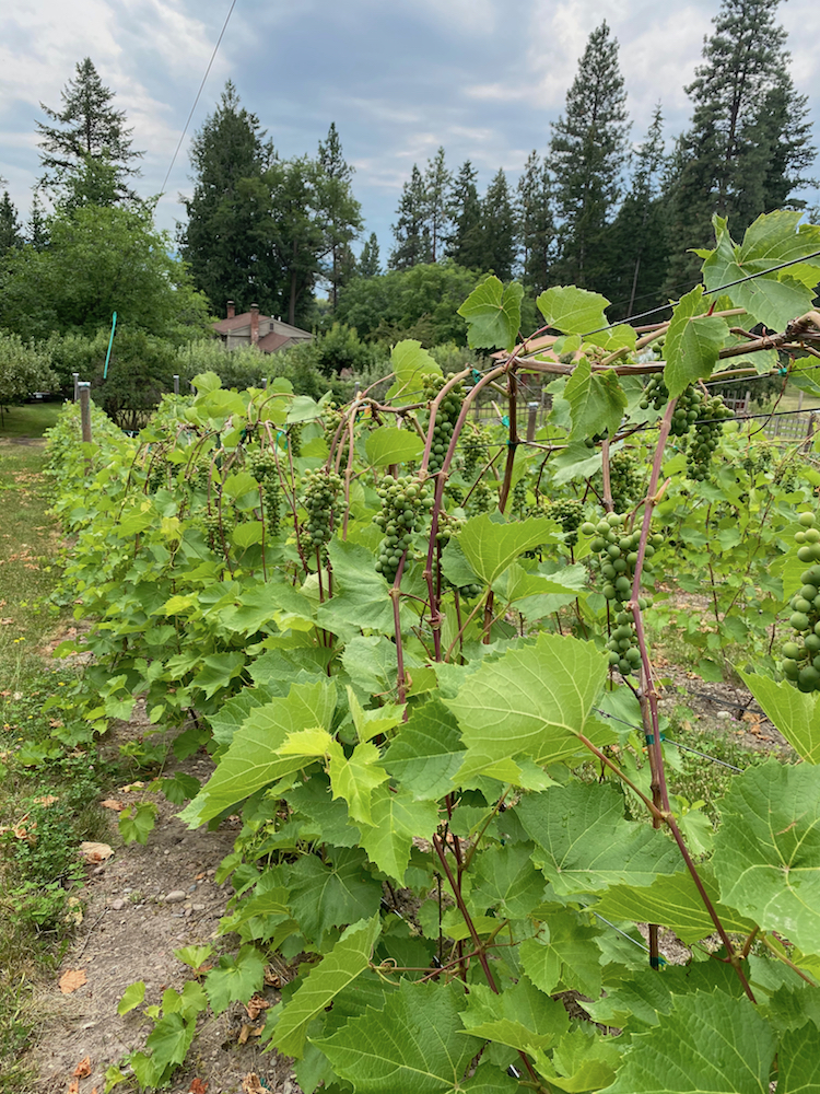 Combed shoots in the vineyard