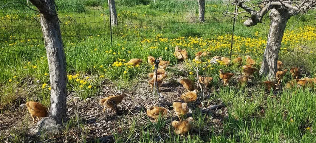 chickens ranging in orchard