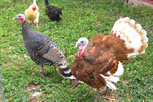 turkeys and other poultry