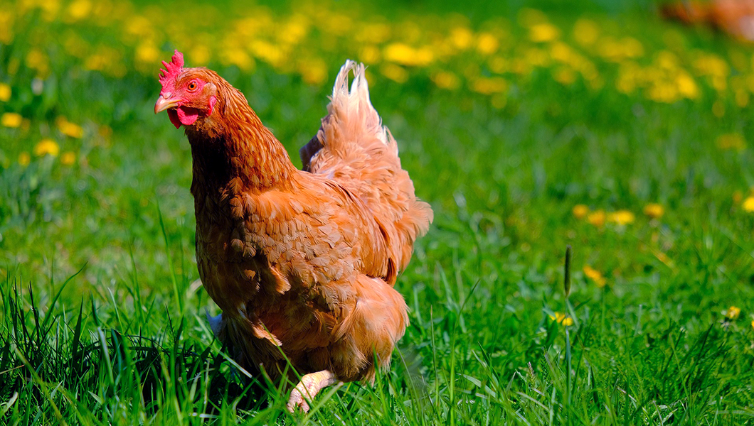 free-range rooster