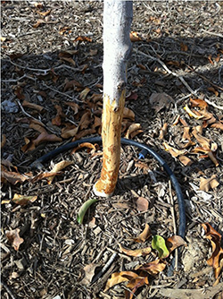 livestock damage to tree trunk