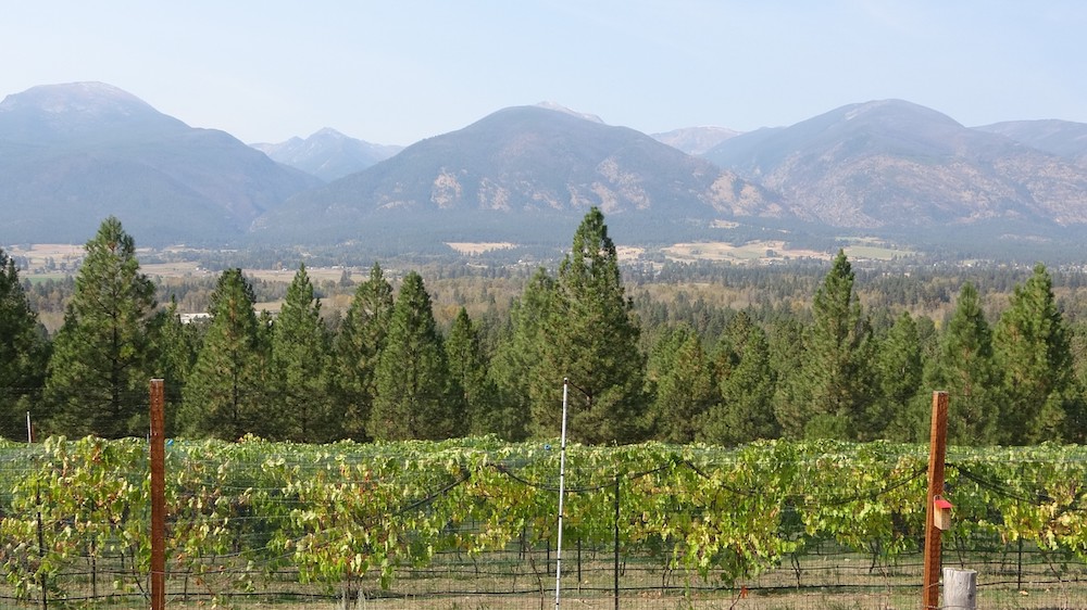 Beautiful view from Luna Llena Vineyard near Florence, MT.