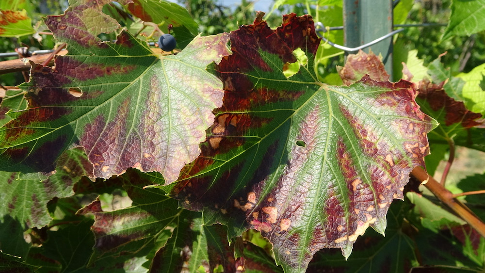 Leaves exhibiting a manganese deficiency.