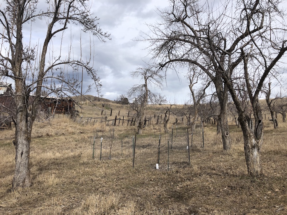 New trees planted in the middle of a heritage orchard.