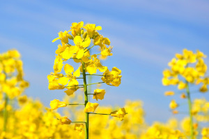 canola in bloom