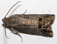 adult codling moth