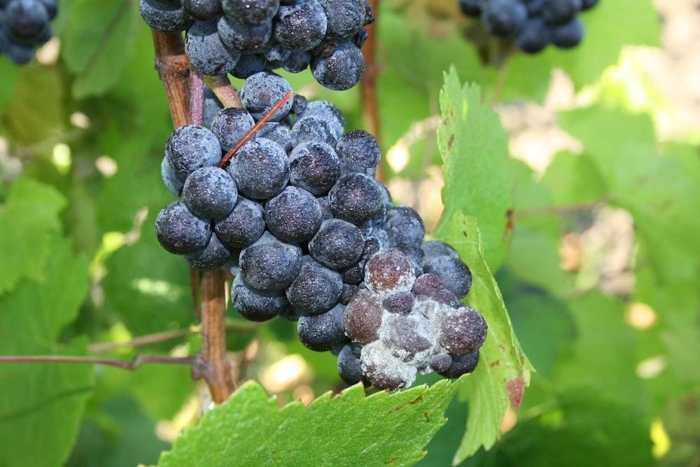 Botrytis at tip of Pinot Noir cluster.