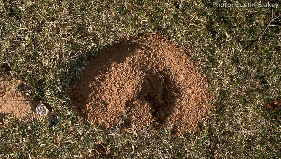 Pocket gopher mound.