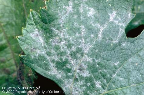 Powdery mildew on grape leaf.